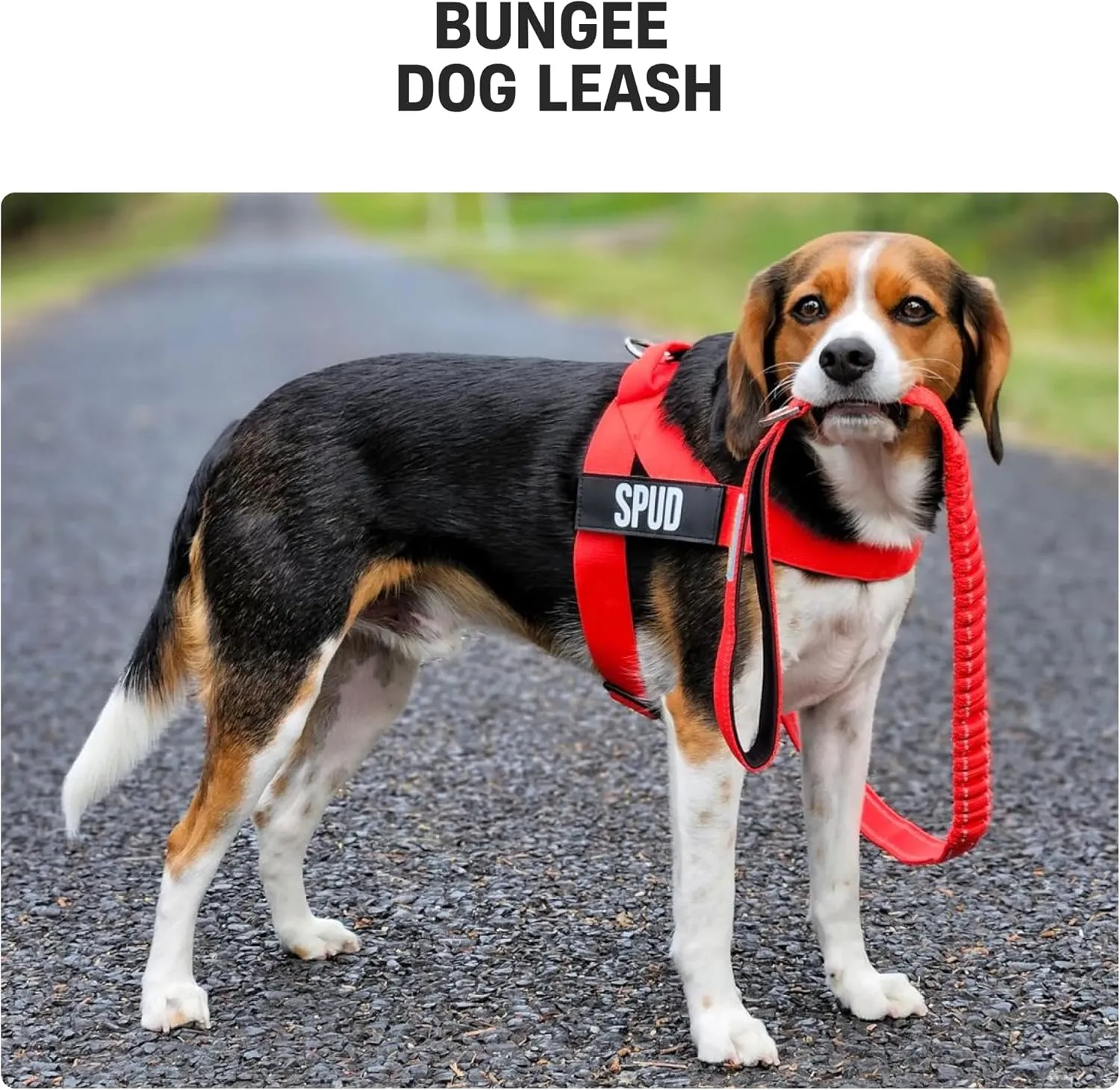 DF Co. Bungee Dog Leash | Strain Free & Shock Resistant for Control | Neoprene Padded Handle, Heavy-Duty Carabiner Clip, and D-Ring | Sky Blue, Size Regular