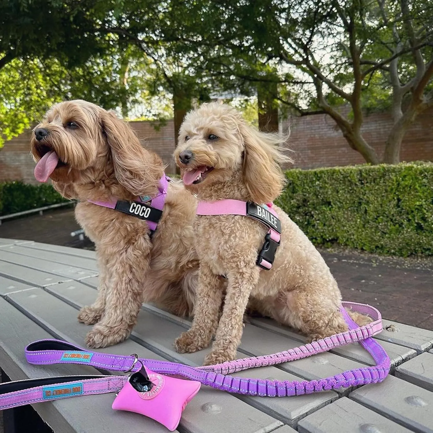 DF Co. Bungee Dog Leash | Strain Free & Shock Resistant for Control | Neoprene Padded Handle, Heavy-Duty Carabiner Clip, and D-Ring | Sky Blue, Size Regular