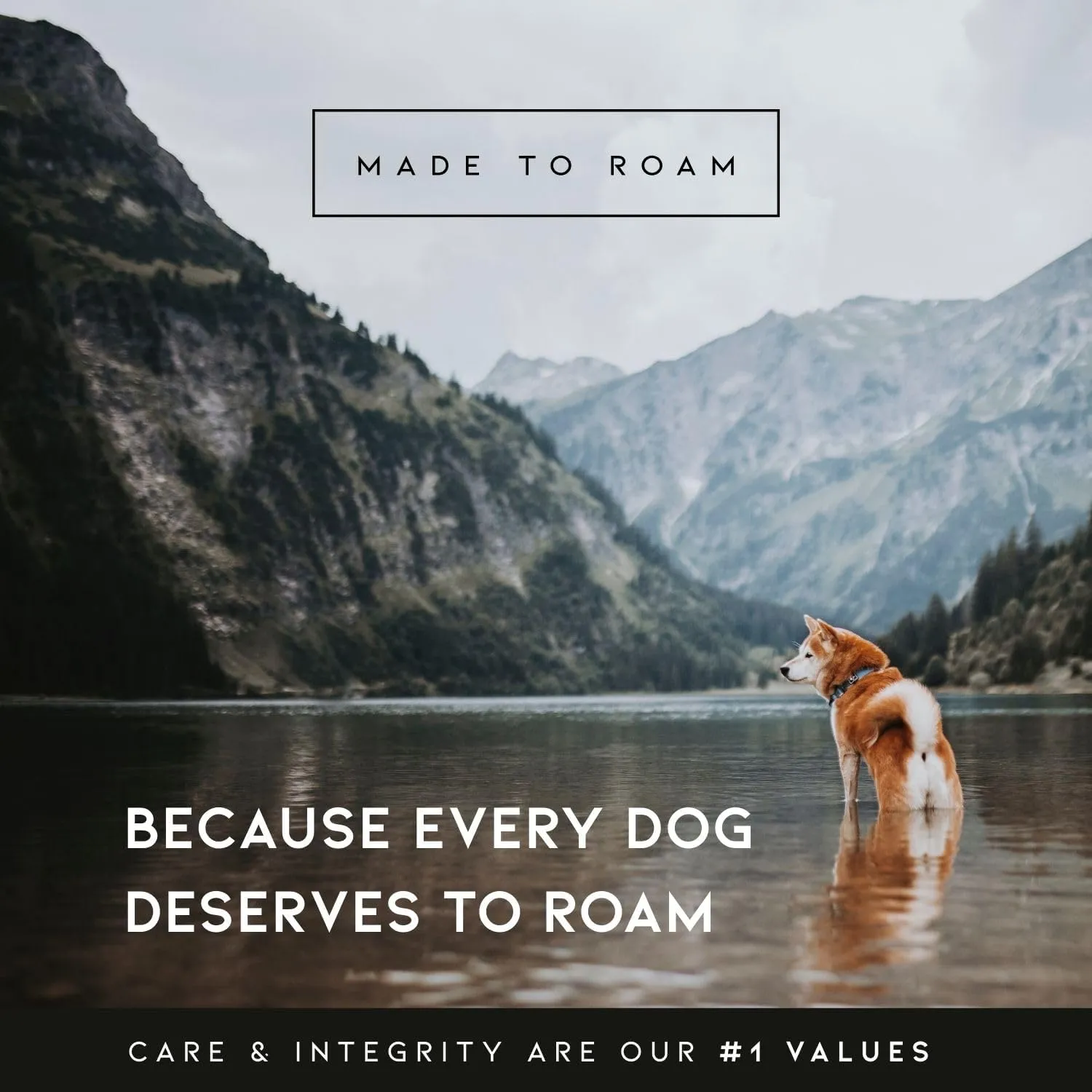 MADE TO ROAM Premium Explorer Leash - Climbing Rope Leash with Autolocking Aviation Aluminum Carabiner - Alaska Daybreak, 6ft